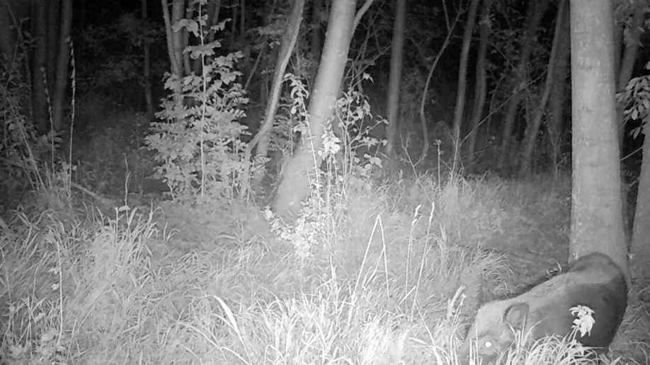 videostill_29-07-2017