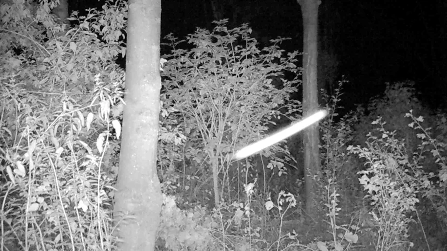 videostill_30-07-2017